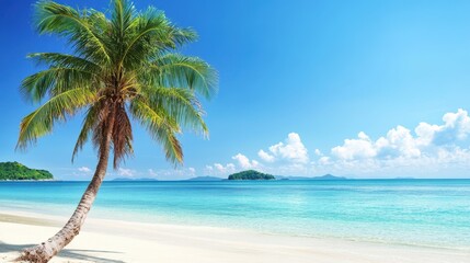 Arafly palm tree stands gracefully on a picturesque beach beneath a clear blue sky, with gentle waves lapping at the shore.