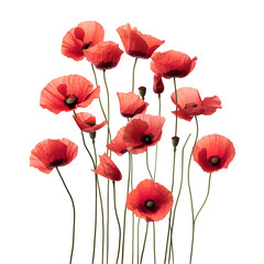 poppy flowers isolated on white