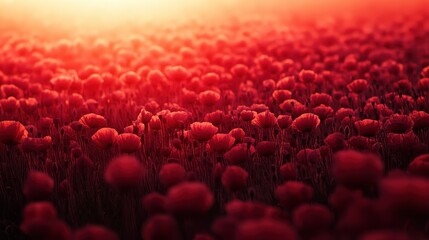 Obraz premium A field of vibrant poppy flowers, their crimson petals unfurling like a sea of remembrance against the fiery hues of a setting sun, a poignant backdrop symbolizing the sacrifices made by our