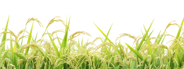 PNG Rice field countryside outdoors nature.