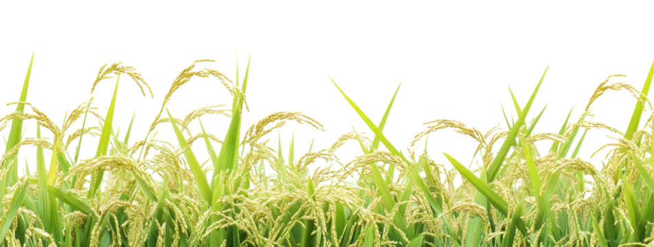 PNG Rice field countryside outdoors nature.
