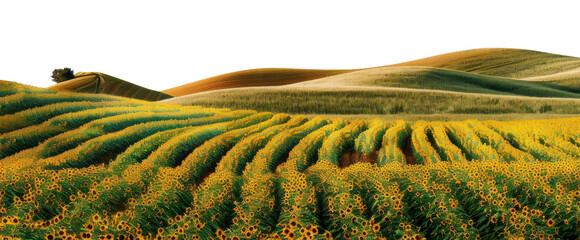 Fototapeta premium PNG Sunflower field fields agriculture sunflowers.