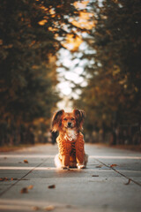 brown dog in autumn park