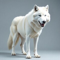 Fototapeta premium A black wolf-like dog sits with an open mouth full-body on a white photoshoot backdrop.