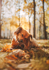 brown dog in autumn park
