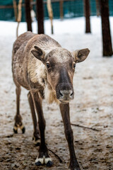 Reindeer on the Santa Claus Village