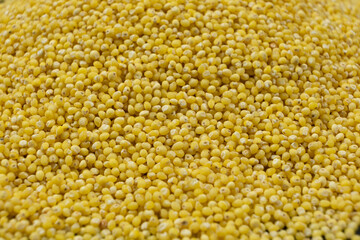 Uncooked organic raw millet grains close-up background