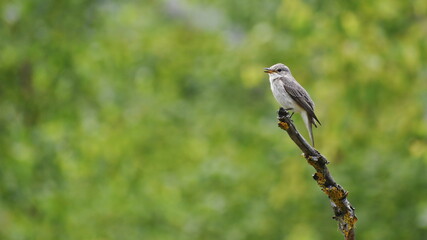 Grey flycatcher sitting sideways on a dry tree branch on a summer day.