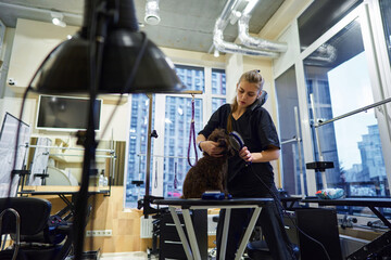 Dog grooming session in a modern pet salon with a focused groomer