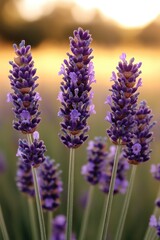 Delicate lavender blooms stand tall against soft golden backgrou