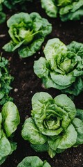 Fresh, Green Lettuce Thriving in a Lush Garden A Close-Up View of Vibrant, Healthy Vegetables