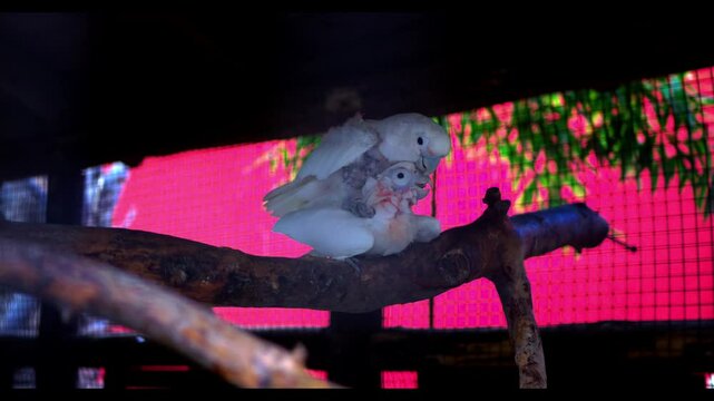 cacatua de tanimbar