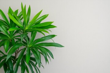 Fototapeta premium A top-down view of a healthy, lush dracaena plant against a white background