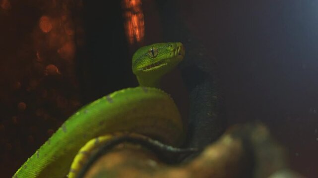 A Green tree python, (Morelia viridis) flicking its tongue, close up shot.