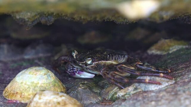 Close up shot of a Purple rock crab, shelters beneath a rocky overhang, surrounded by limpets and barnacles in a intertidal ecosystem.