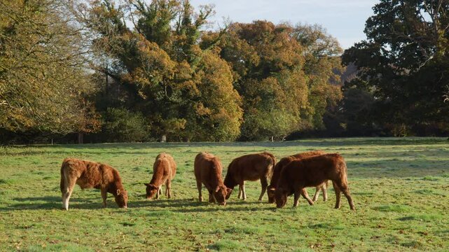 Herd Of Devon Cattle Grazing In The Farm In Okehampton, England, wide shot