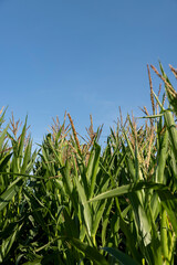 new green corn in the field during flowering and pollination