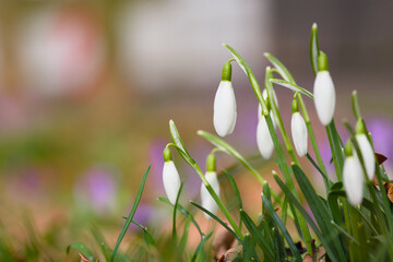 snowdrop blossom on the ground close-up