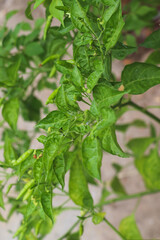 Fresh Green Chili Plant with Growing Peppers