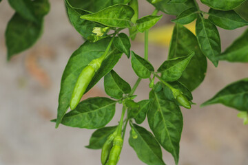 Green Chili Peppers Growing on a Lush Plant