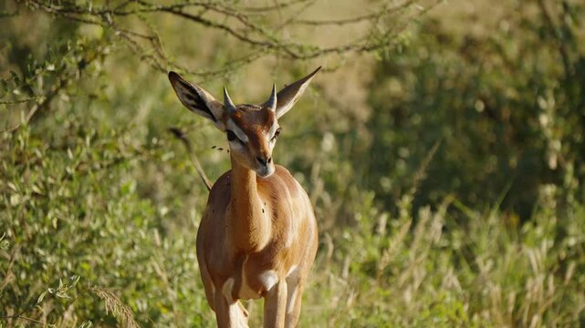 Slow motion video of a gerenuk antelope walking and looking into the camera in a savanna in Samburu National Park in Kenya