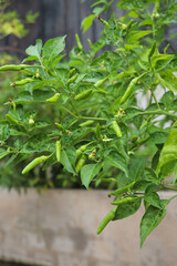 Thriving Green Chili Plant with Fresh Spicy Peppers