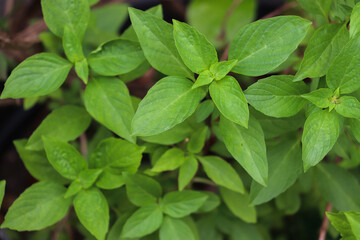 Vibrant Green Basil Leaves in a Home Garden