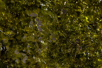 natural green algae that are used to prepare Japanese dishes