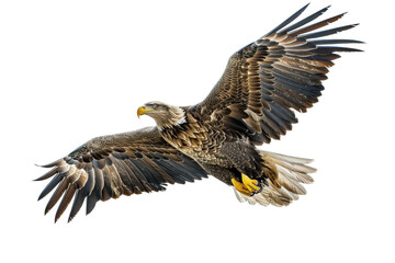Soaring Eagle: A majestic eagle in flight against a bright sky. Showcasing power, freedom, and the beauty of nature
