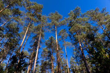 pine forest with tall trees in sunny autumn weather