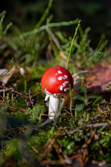 dangerous to life and health red fly agaric in the wild forest in moss and green grass