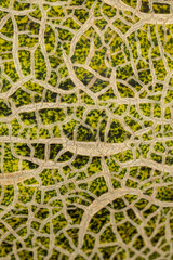 part of the peel of eco melon green after harvest