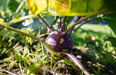 Wild cabbage plant (brassica oleracea) purple bulb in garden