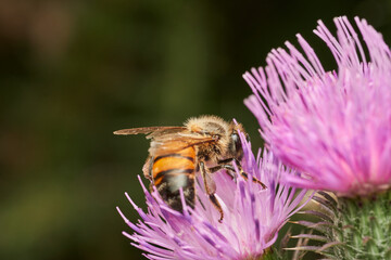 detailed macro view of bee pollination