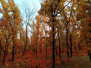Bright colors of the autumn forest