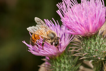 detailed macro view of bee pollination