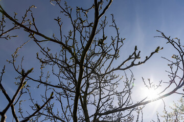 sunny weather in an orchard with walnuts