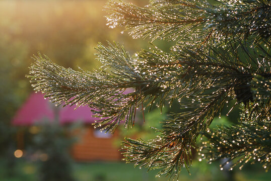 Rain droplets on a pine tree in an evening light