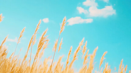 Golden wheat field under a clear blue sky with clouds