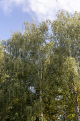Obraz premium deciduous birch trees in the park at the end of summer