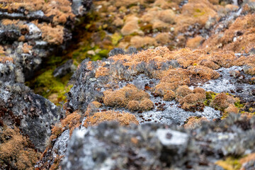 Flora in Antarctica. Nature in Antarctica. Moss. Summer in Antarctica