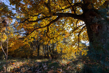 a beautiful oak with orange-green foliage during the autumn leaf fall in sunny weather