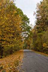 an asphalt road on the side of which a large number of maple trees grow in the autumn season