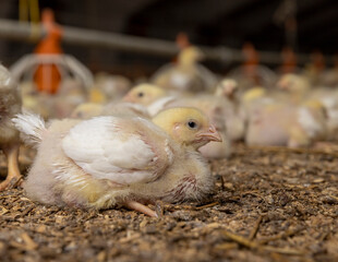 small chickens in down and feathers during cultivation at a poultry farm