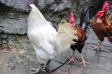 Chicken rooster hen poultry preening grooming crowing early morning daylight
