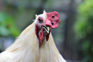 Chicken rooster hen poultry preening grooming crowing early morning daylight