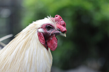 Chicken rooster hen poultry preening grooming crowing early morning daylight