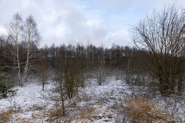 trees and yellow grass in winter after snowfall