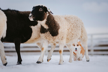 dog in herding 