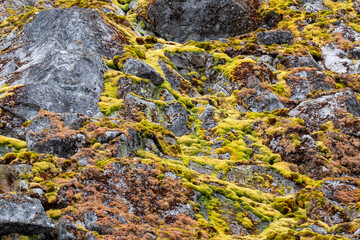 Flora in Antarctica. Nature in Antarctica. Moss. Summer in Antarctica © Oleksandr Matsibura